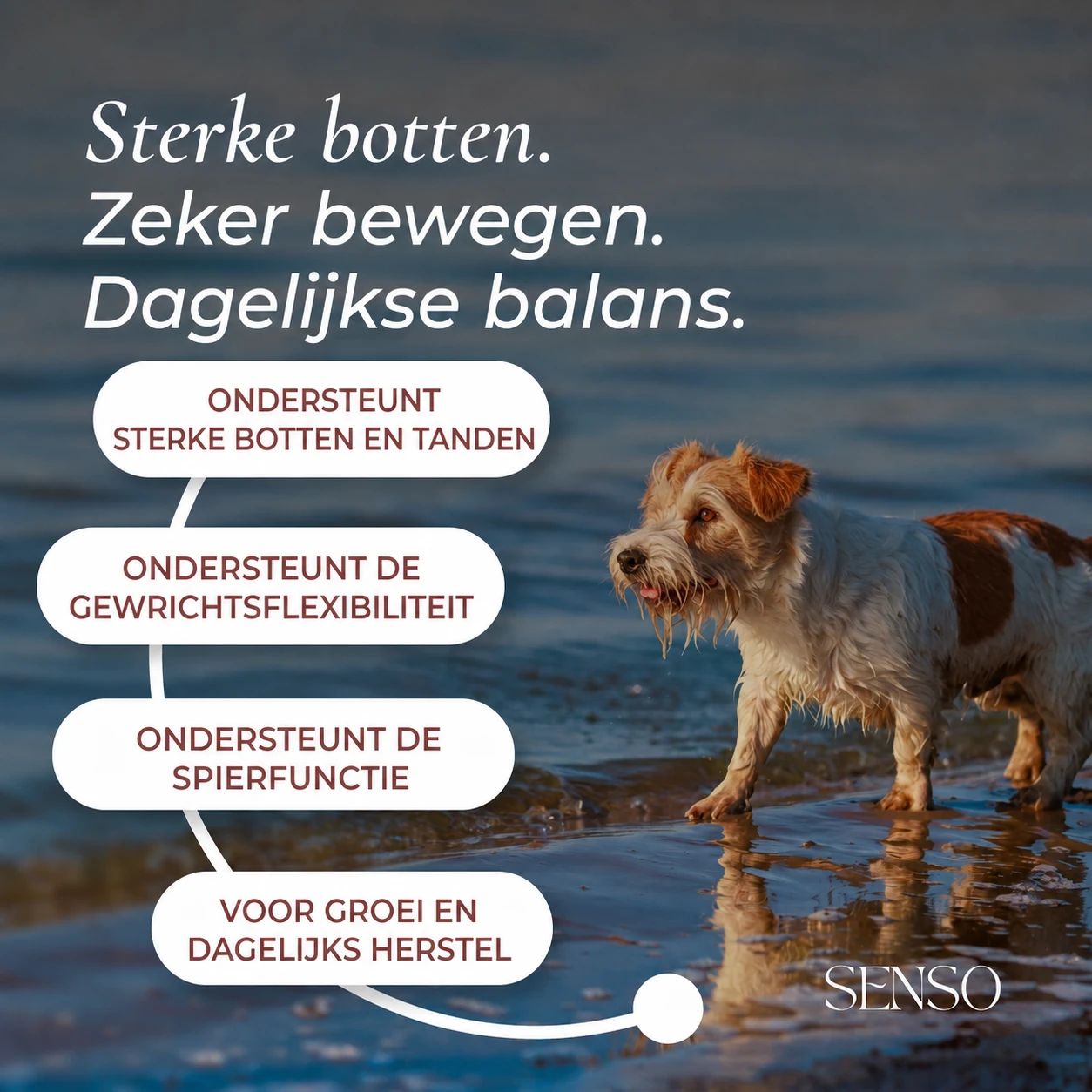 Calcium uit algen — afbeelding 2